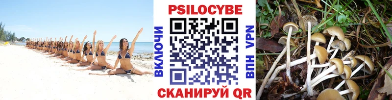 Галлюциногенные грибы Psilocybe  Александровское 